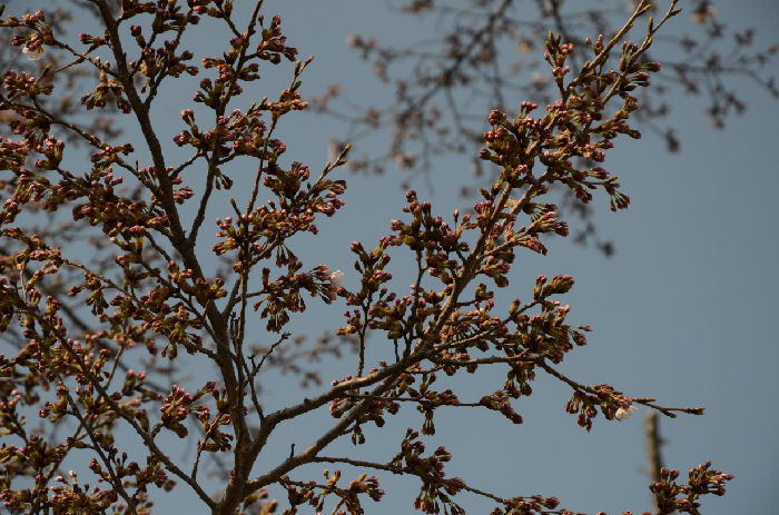 桜