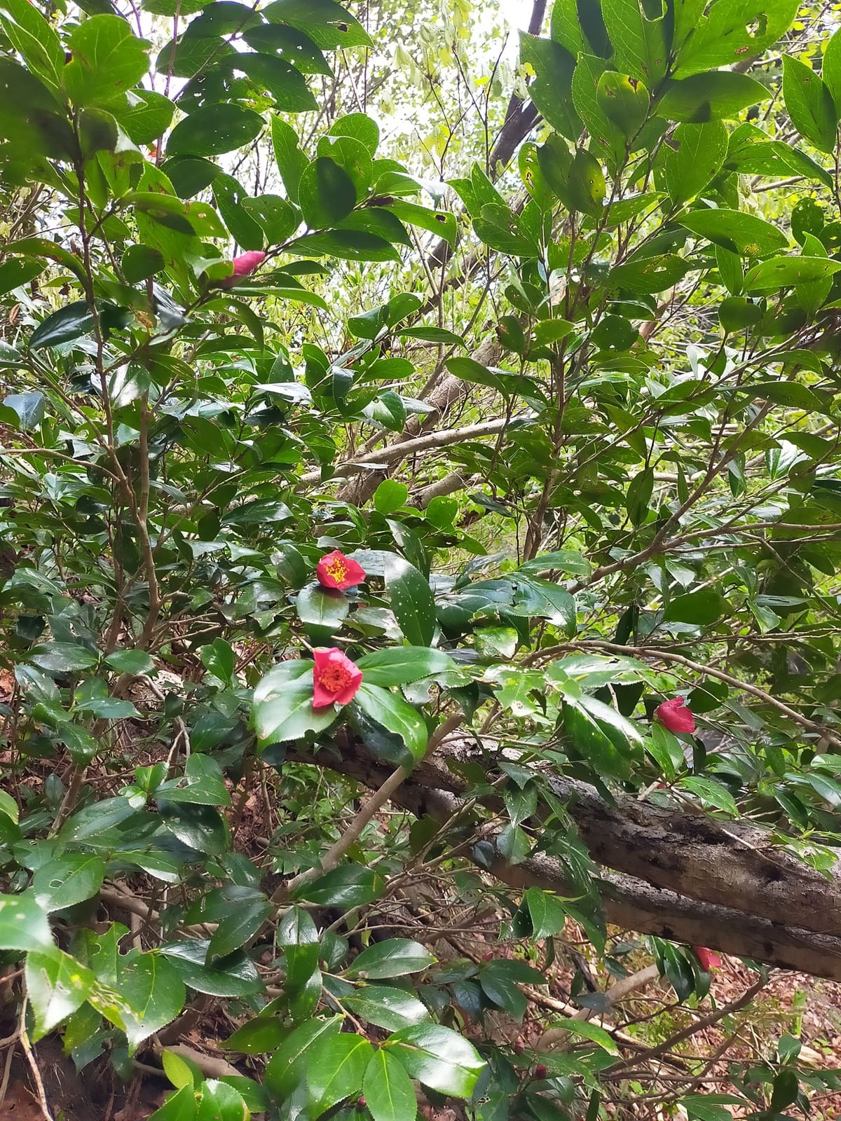 ユキツバキ